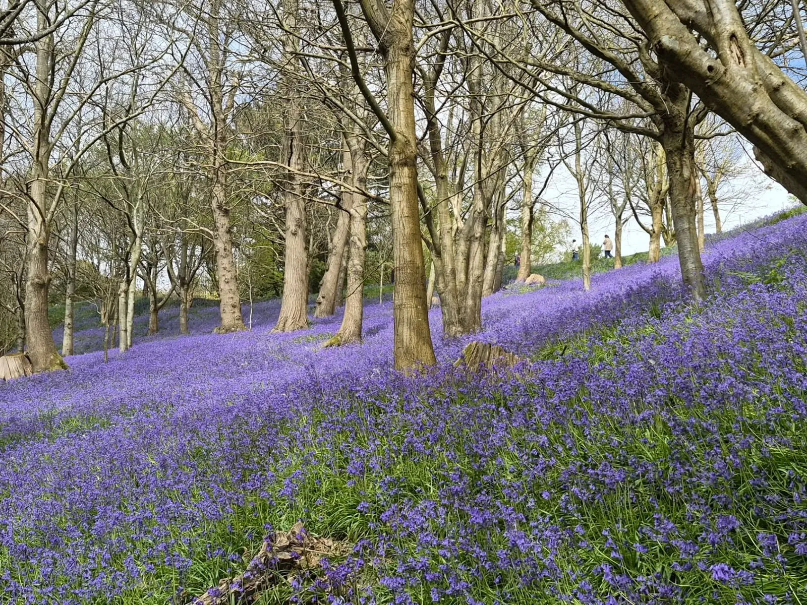 Bluebells under beech trees
