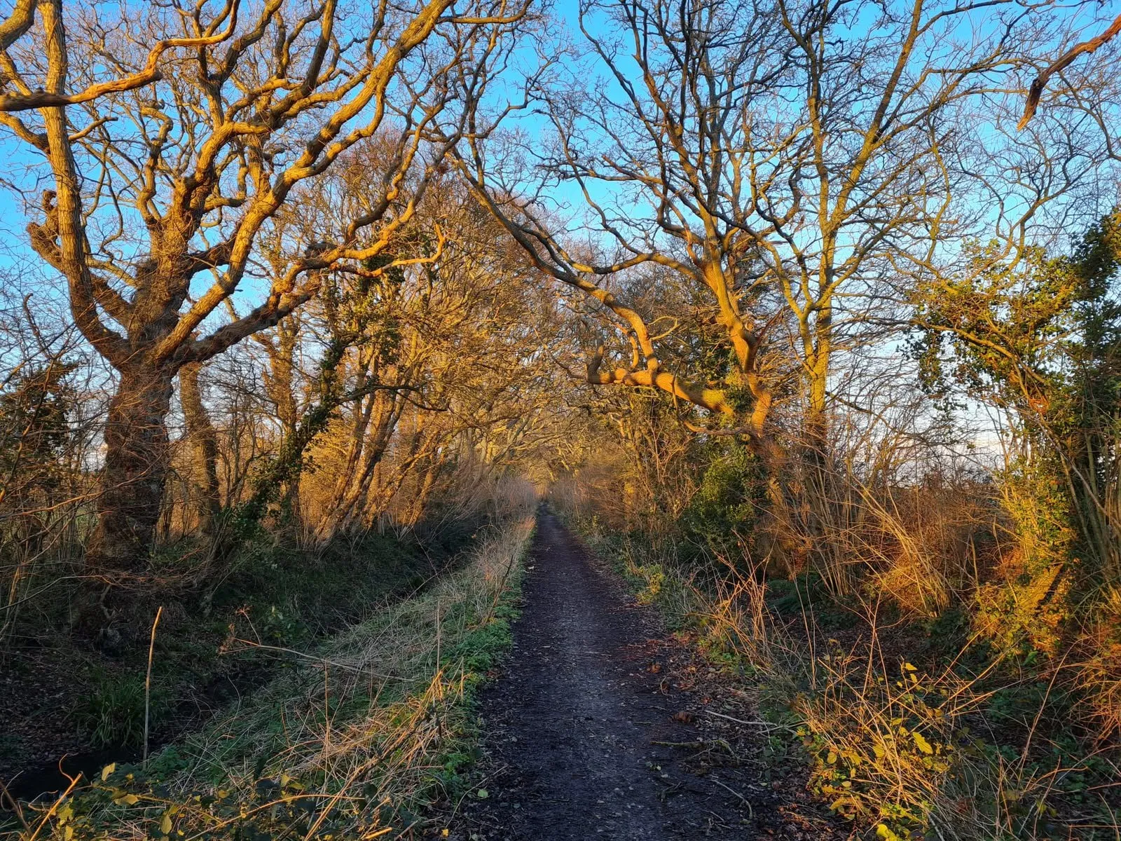 A path through autumn trees